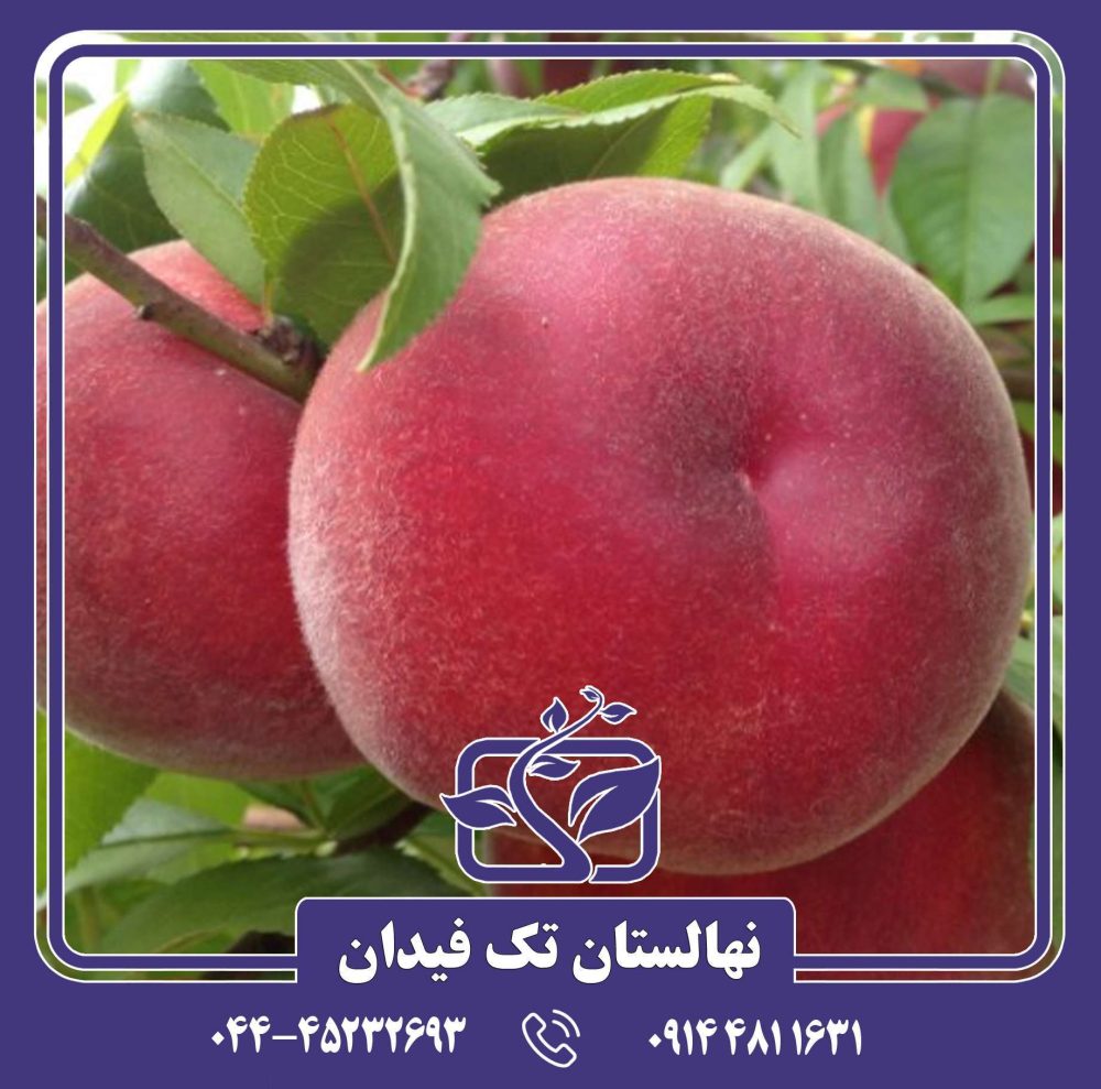 نهال هلو اسپرینگ بل