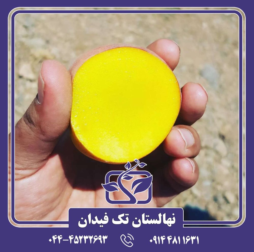 نهال هلو اسپرینگ بل