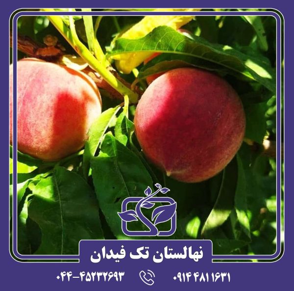 نهال هلو اسپرینگ تایم