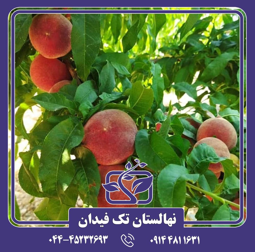 نهال هلو اسپرینگ تایم