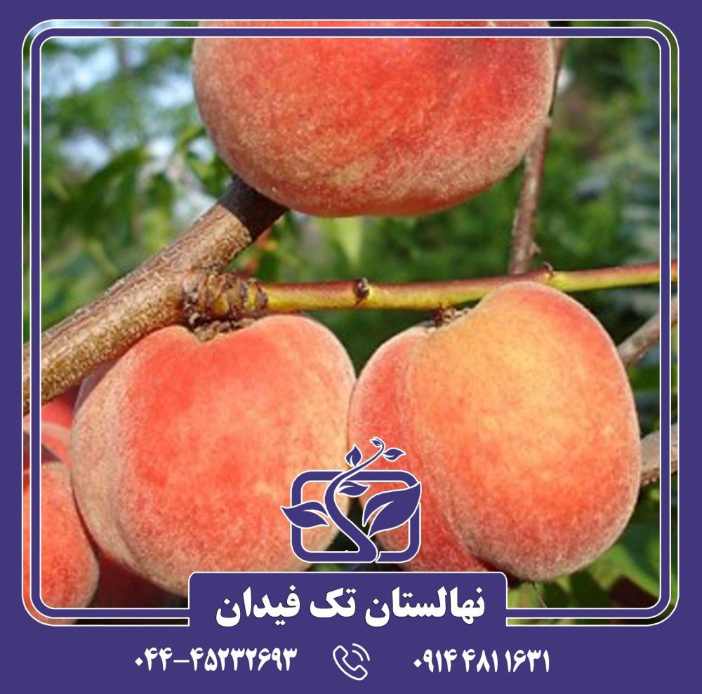 نهال هلو اسپرینگ تایم