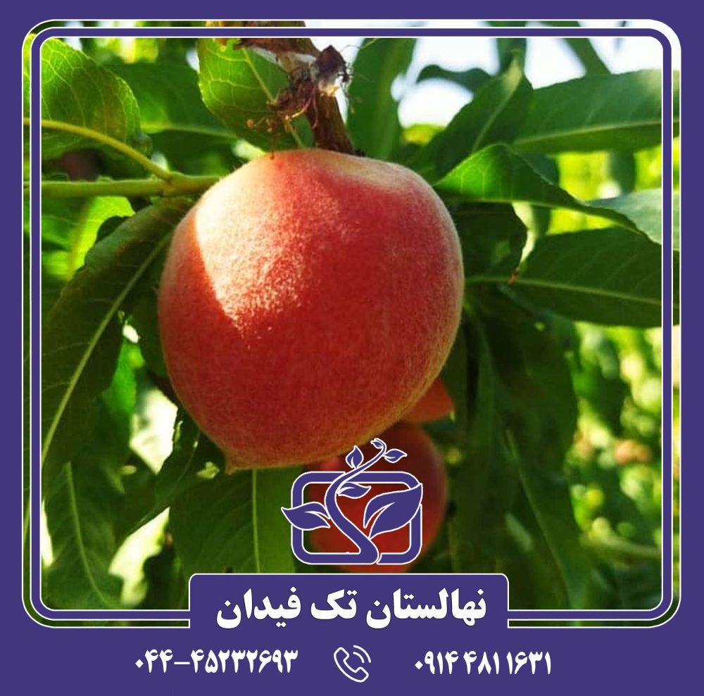 نهال هلو اسپرینگ تایم