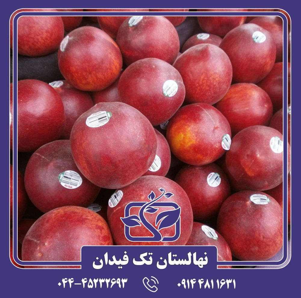 نهال هلو اسپرینگ فلیم