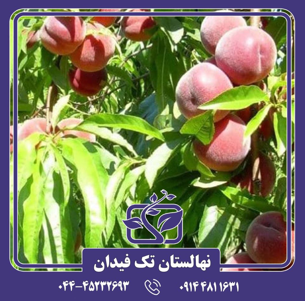 نهال هلو اسپرینگ کرست