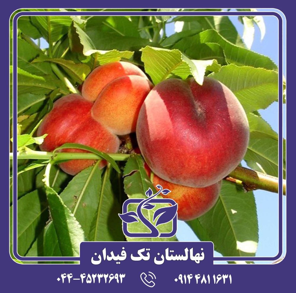 نهال هلو اسپرینگ کرست