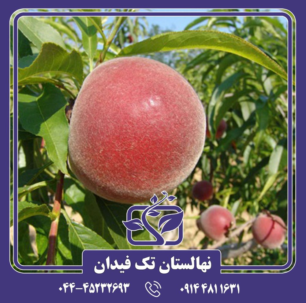 نهال هلو اسپرینگ کرست