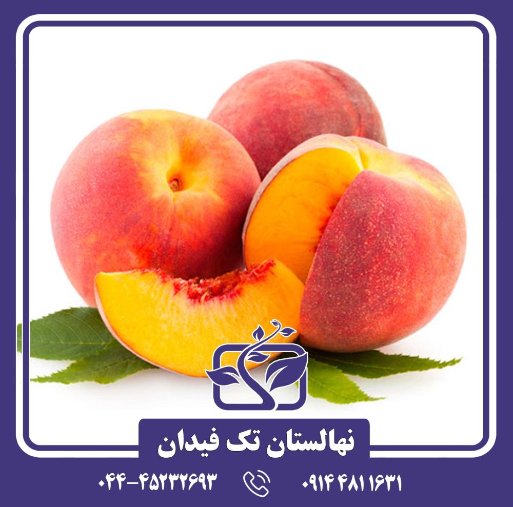 نهال هلو اسپرینگ کرست