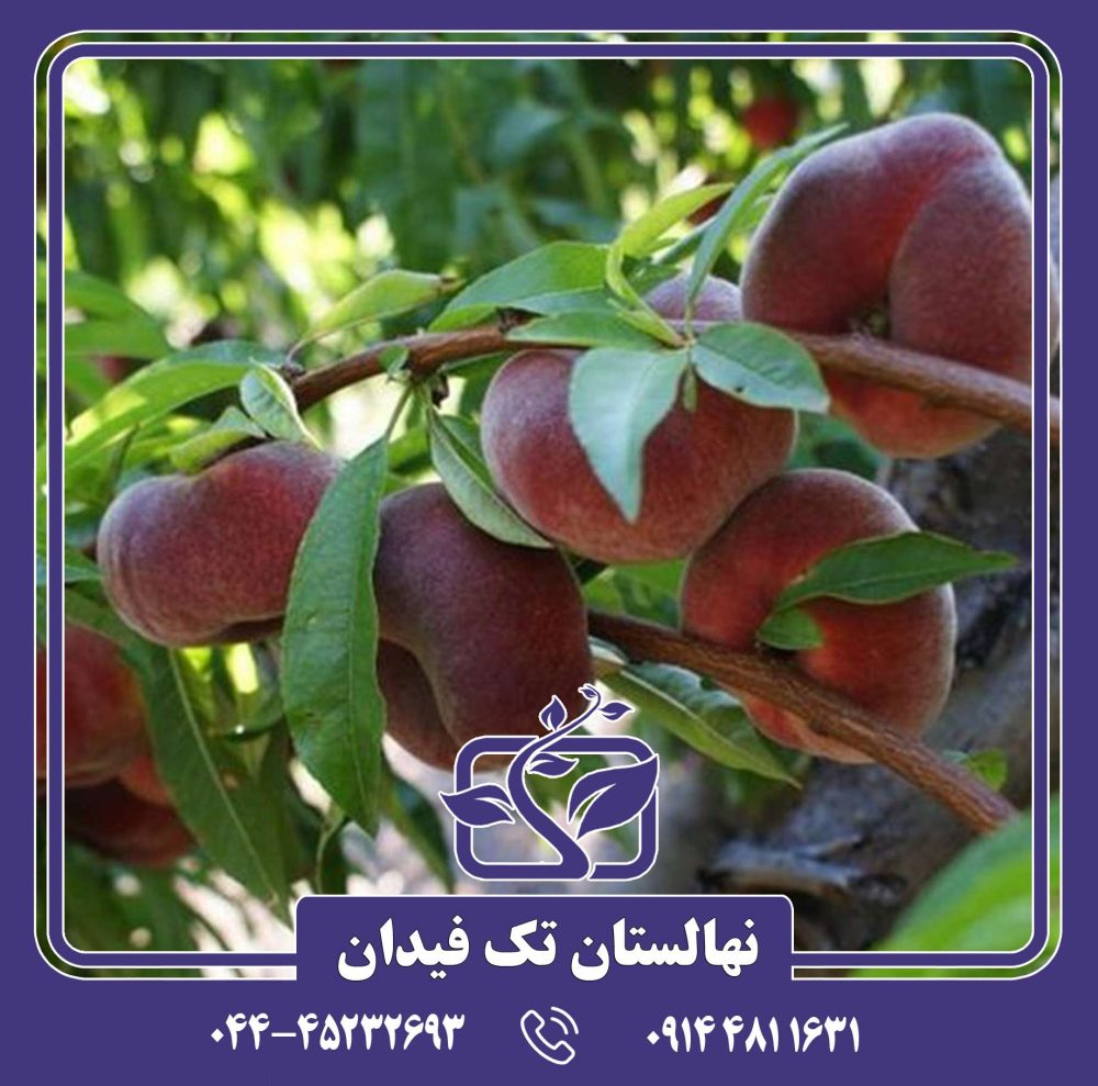 نهال هلو انجیری خونی