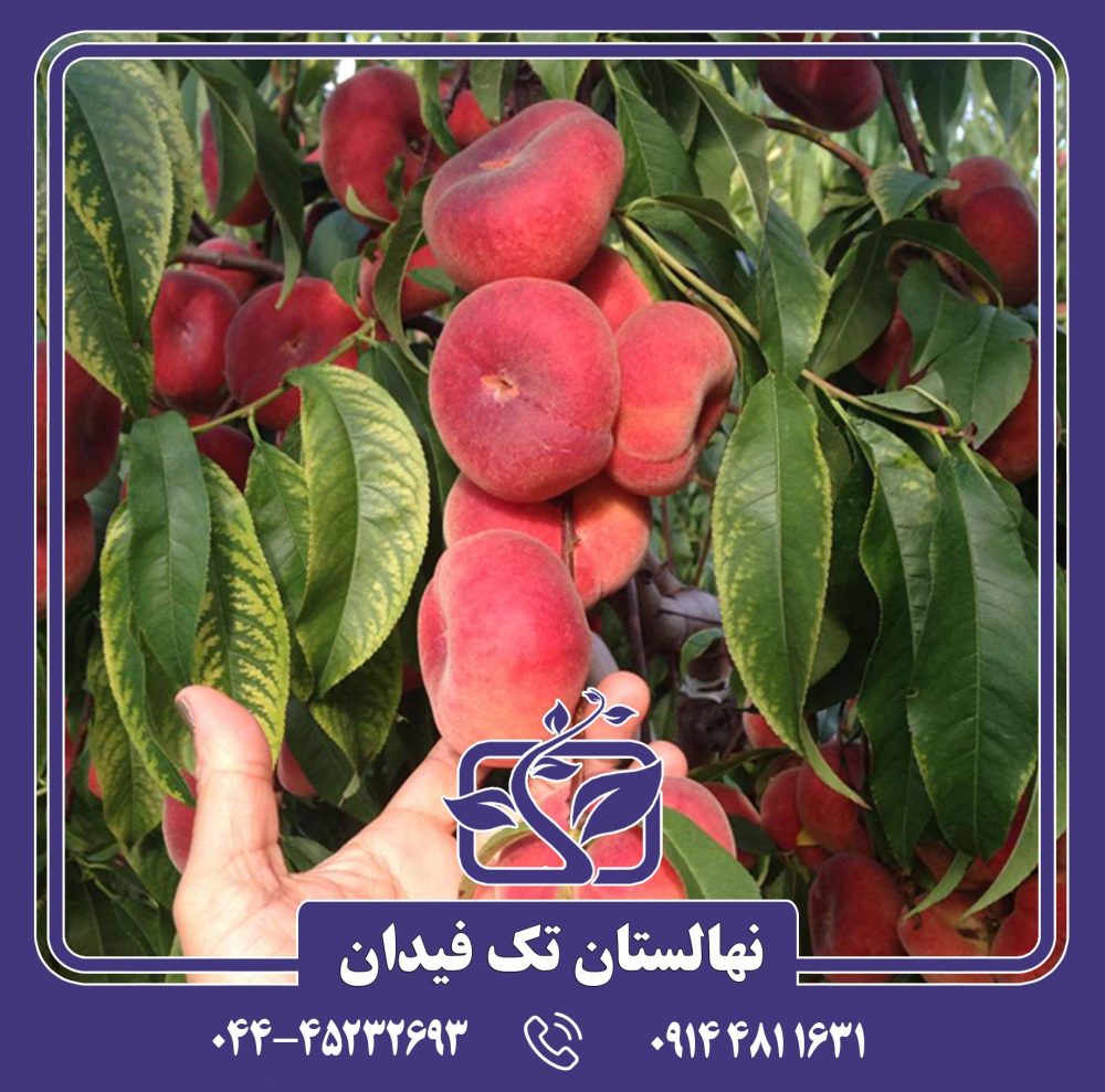 نهال هلو انجیری خونی