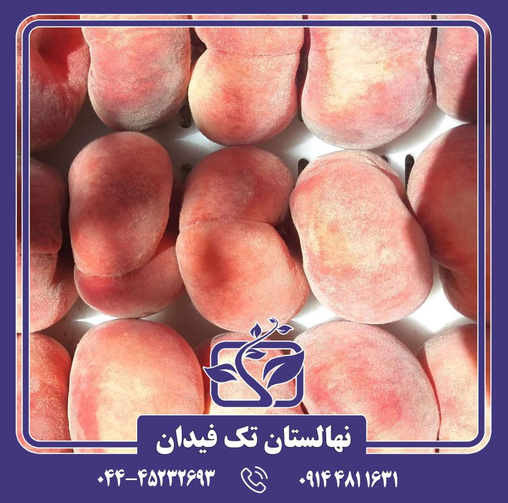 نهال هلو انجیری خونی