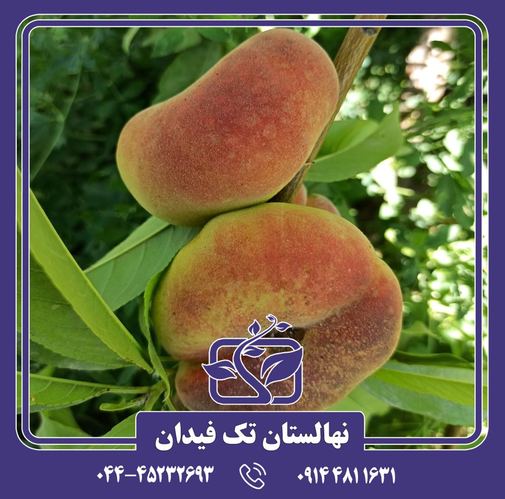 نهال هلو انجیری زعفرانی دیررس