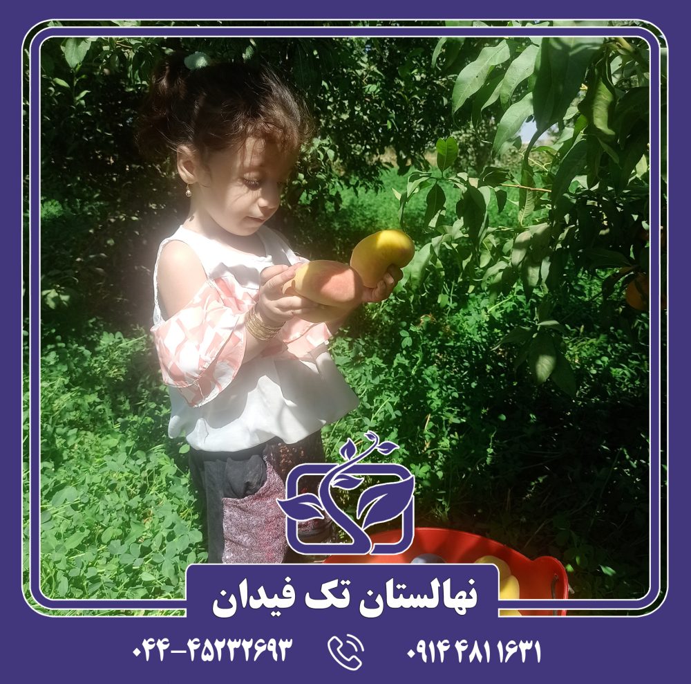 نهال هلو انجیری زعفرانی دیررس