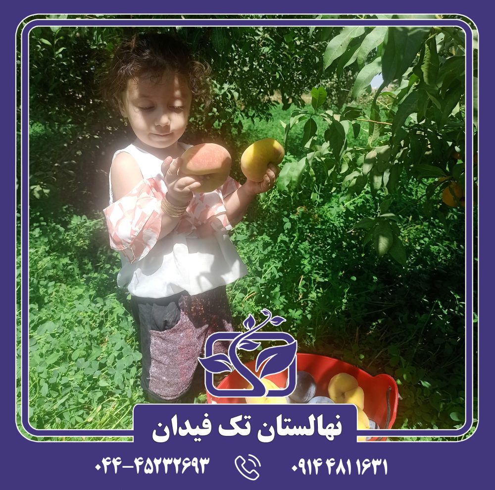 نهال هلو انجیری زودرس