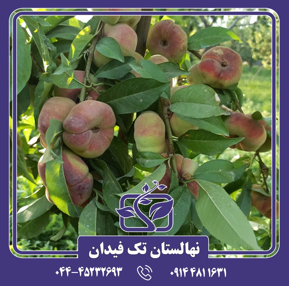 نهال هلو انجیری زودرس