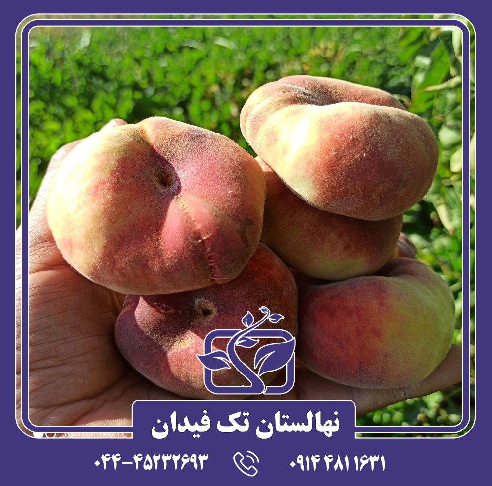 نهال هلو انجیری زودرس