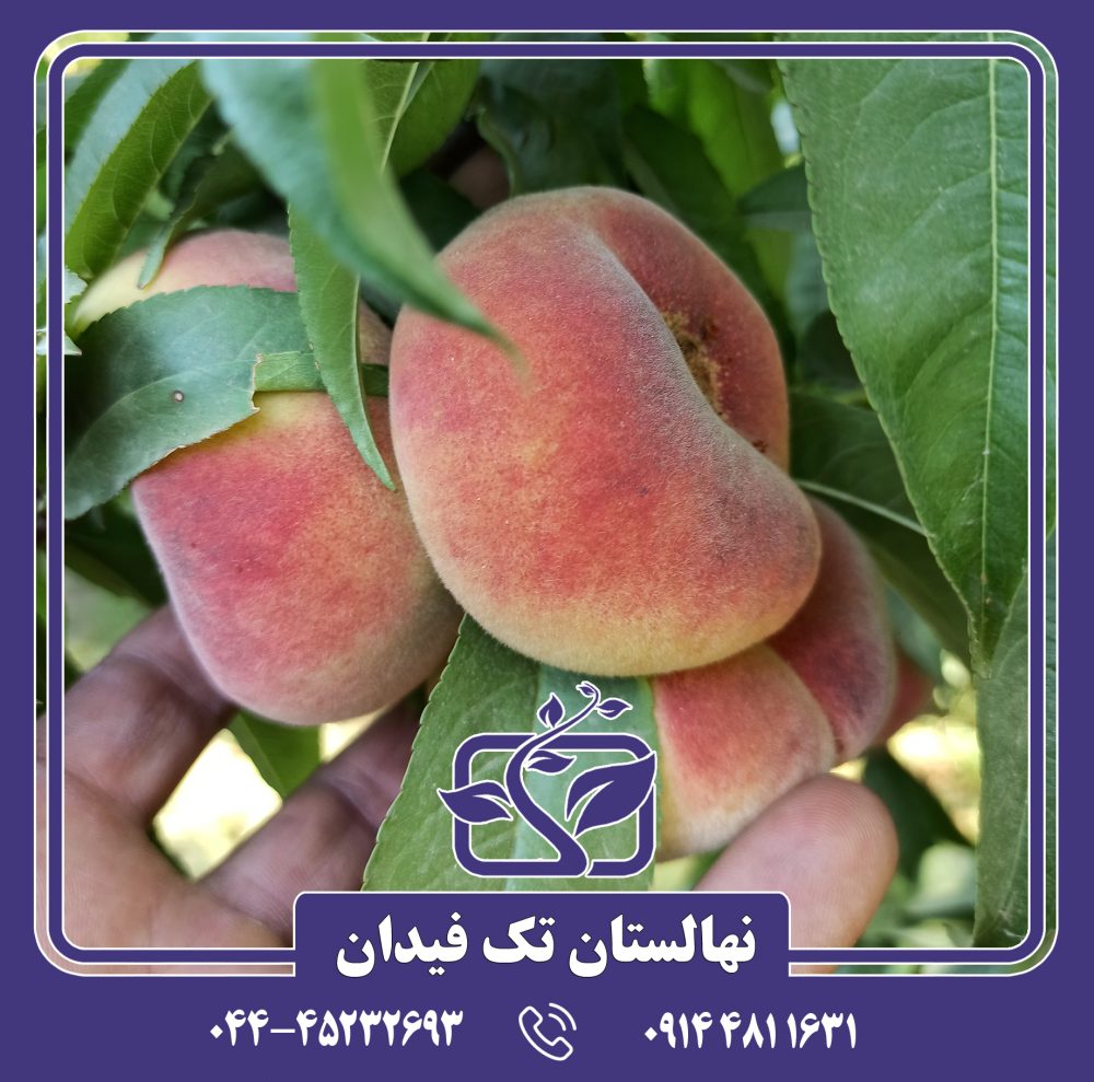 نهال هلو انجیری زودرس