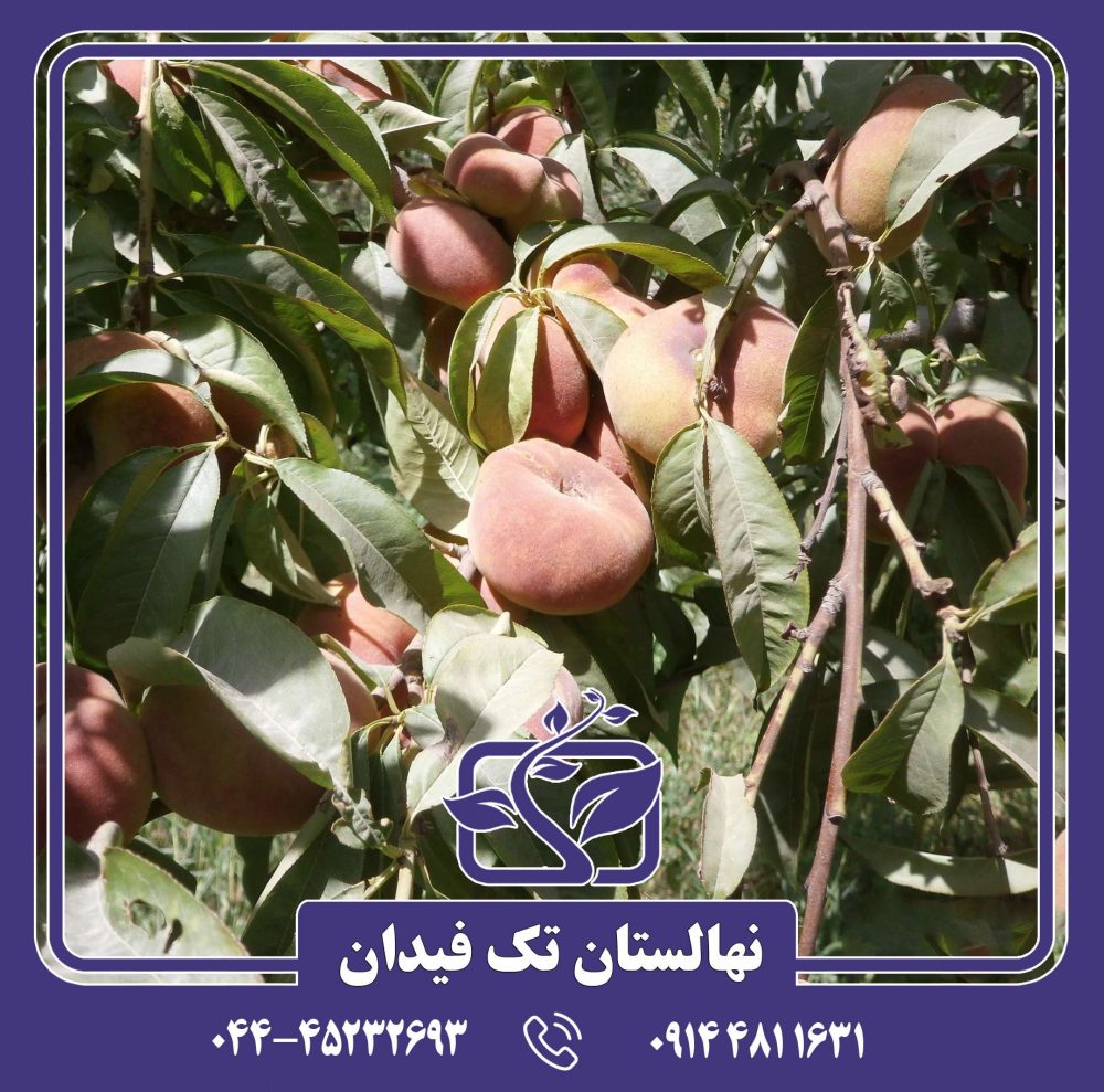 نهال هلو انجیری عسلی