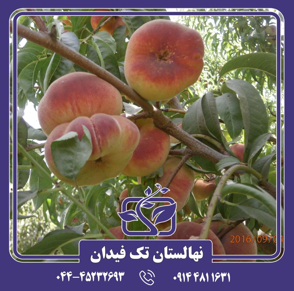 نهال هلو انجیری عسلی