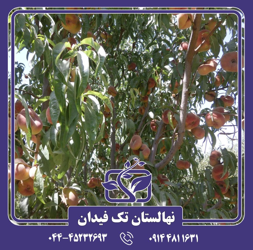 نهال هلو انجیری عسلی