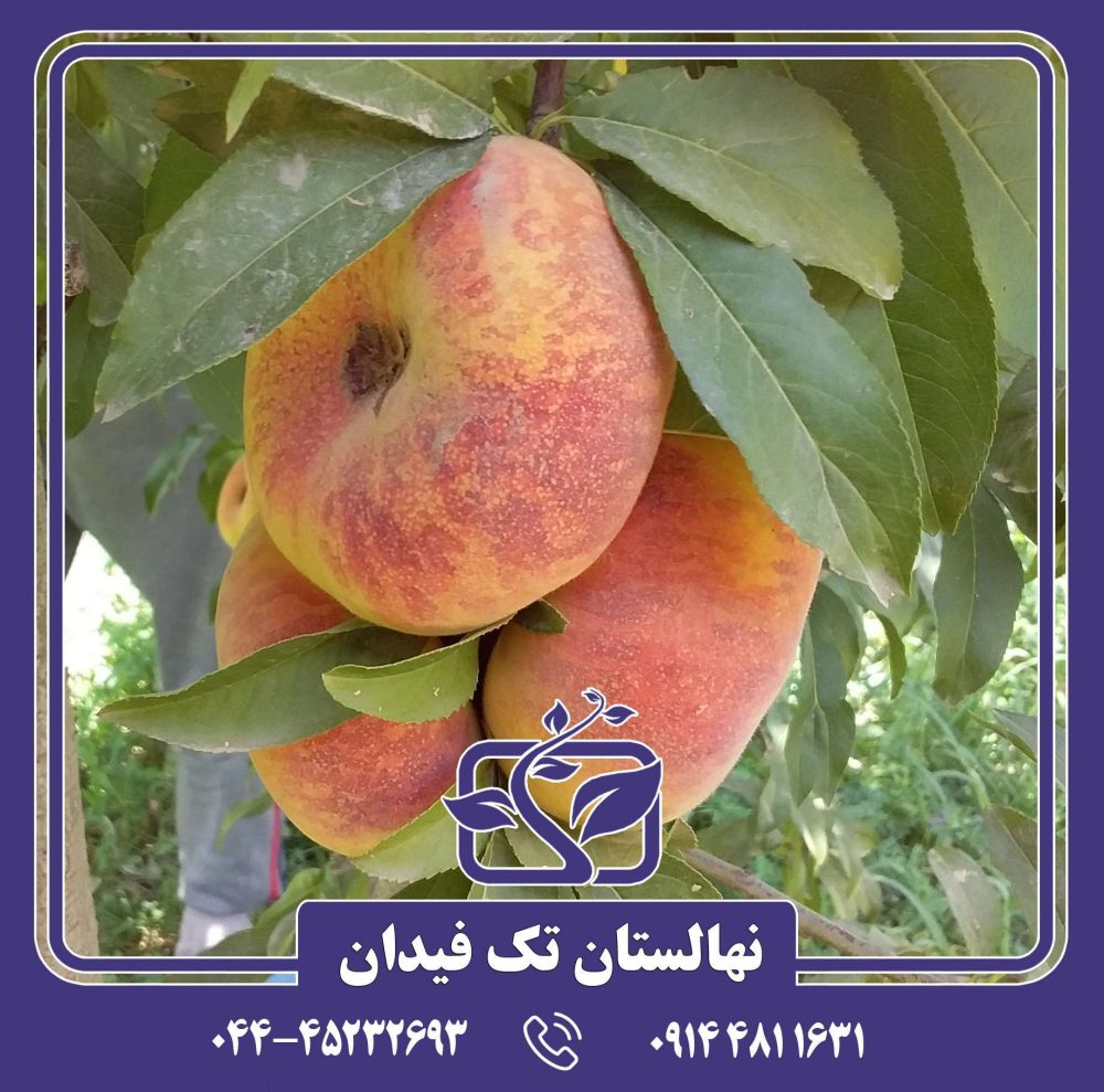 نهال هلو انجیری تایگر زودرس