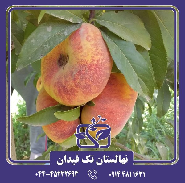 نهال هلو انجیری تایگر زودرس