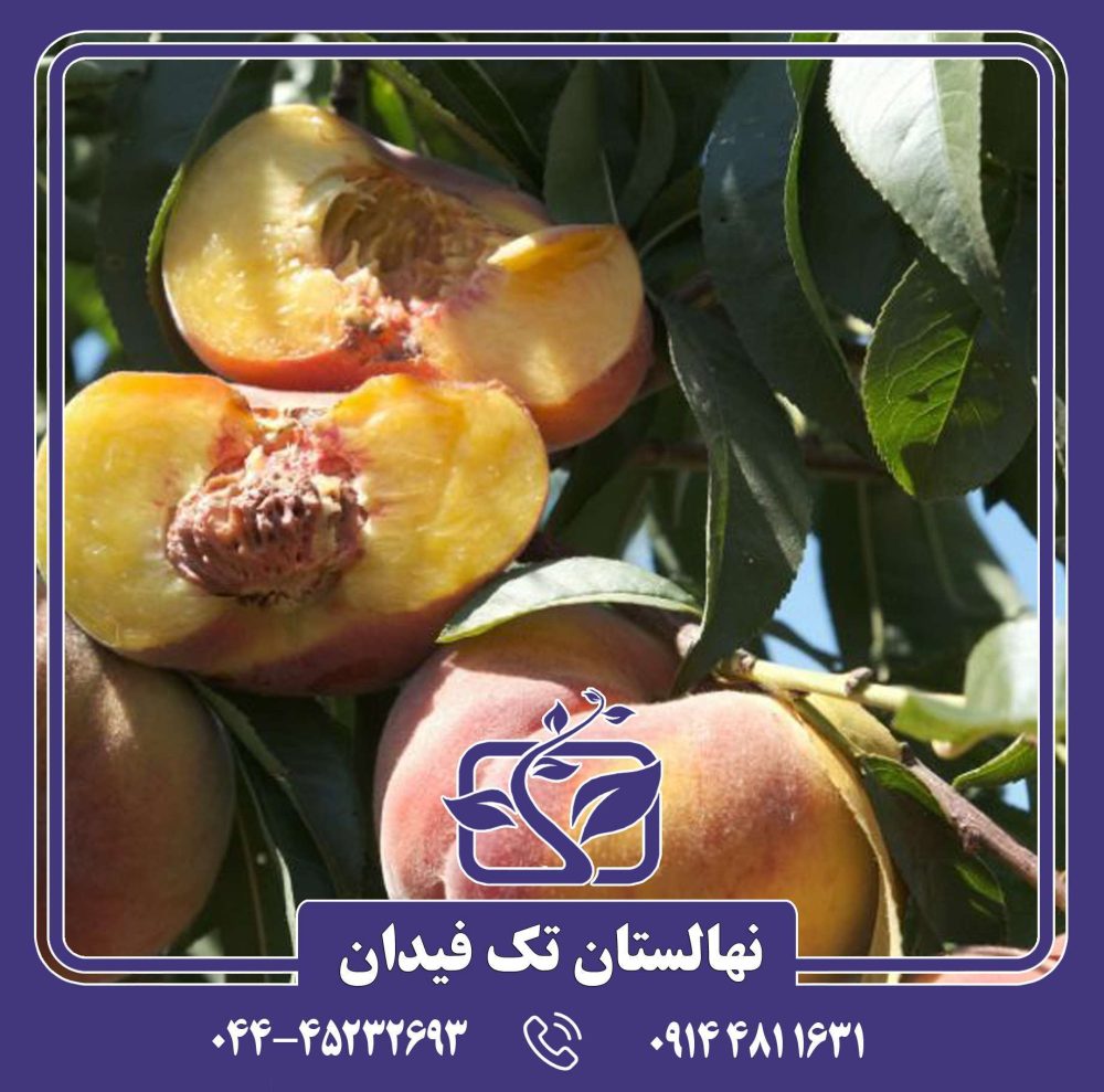 نهال هلو انجیری تایگر زودرس