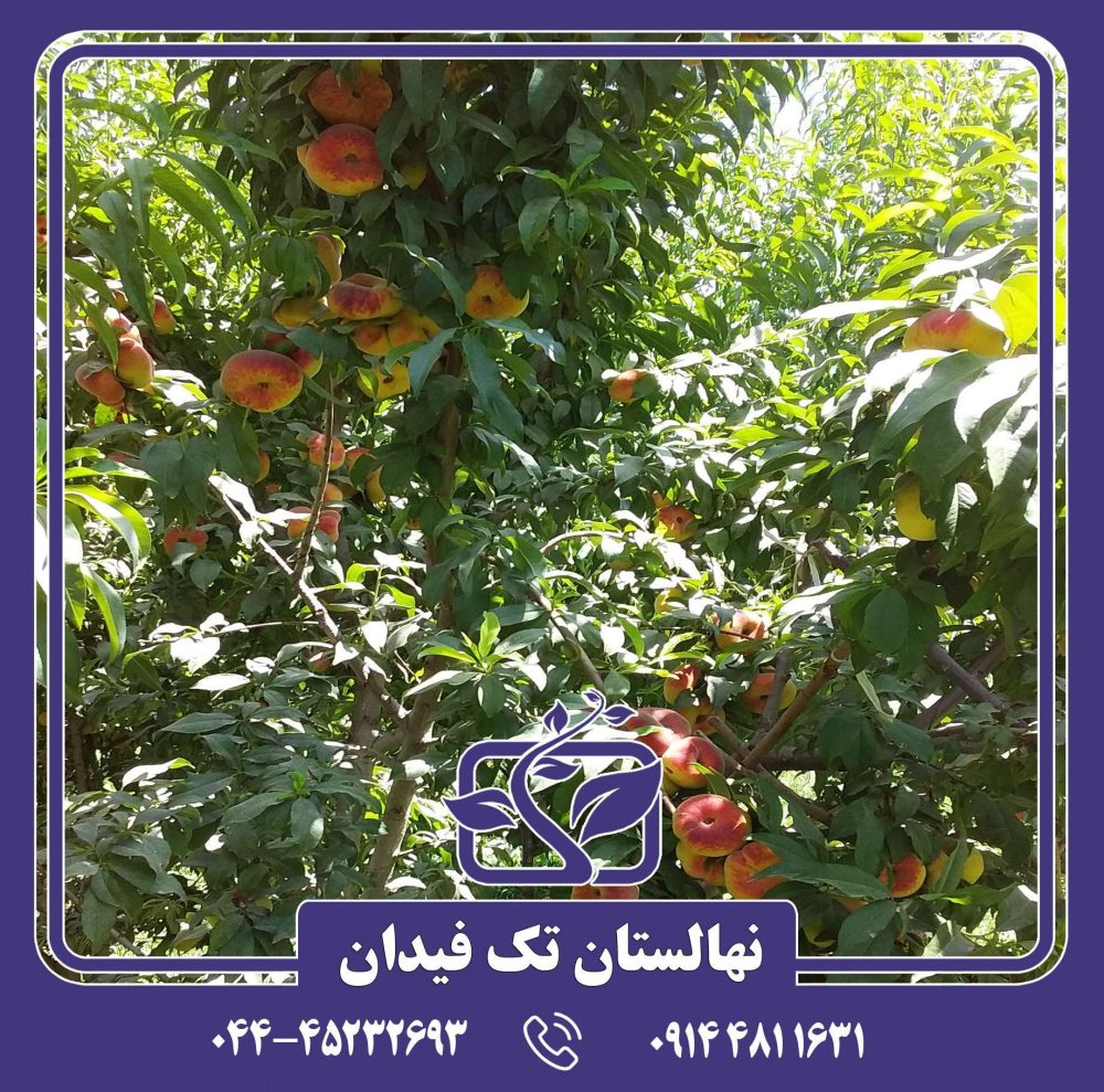 نهال هلو انجیری تایگر زودرس