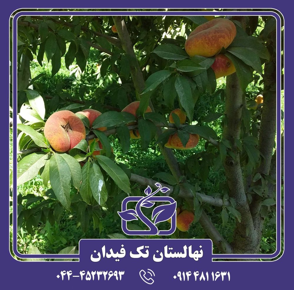 نهال هلو انجیری تایگر زودرس