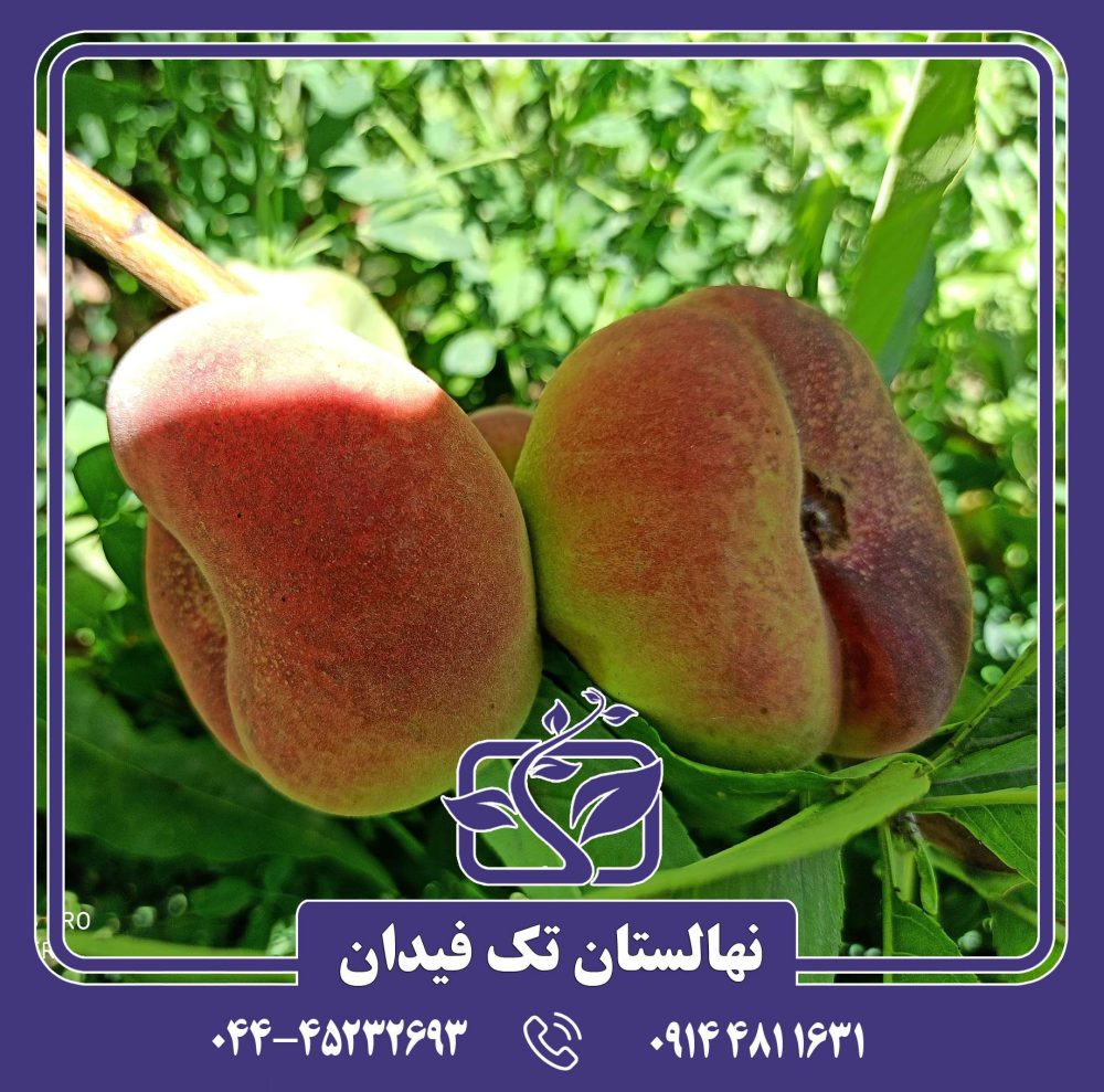 نهال هلو انجیری کوثر