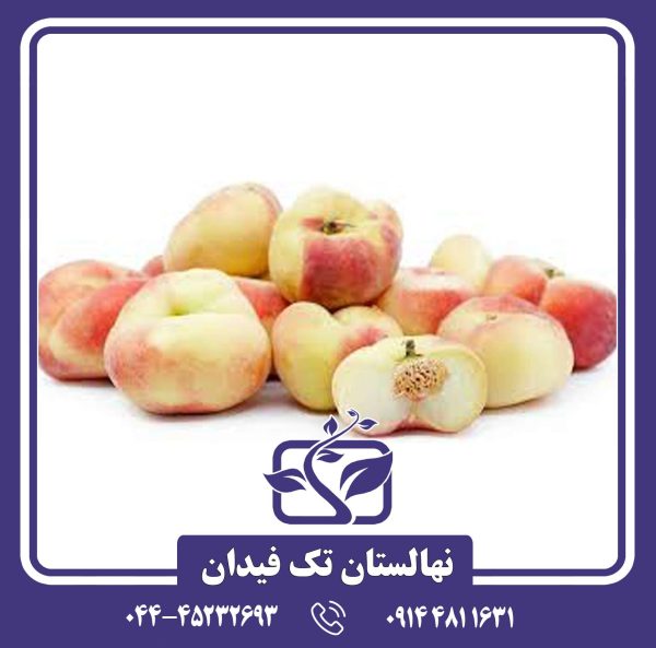 نهال هلو انجیری کوثر