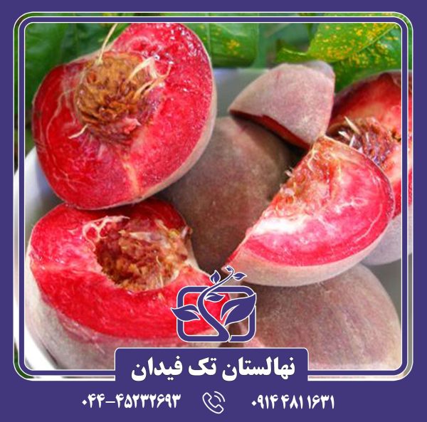 نهال هلو بلک بوی