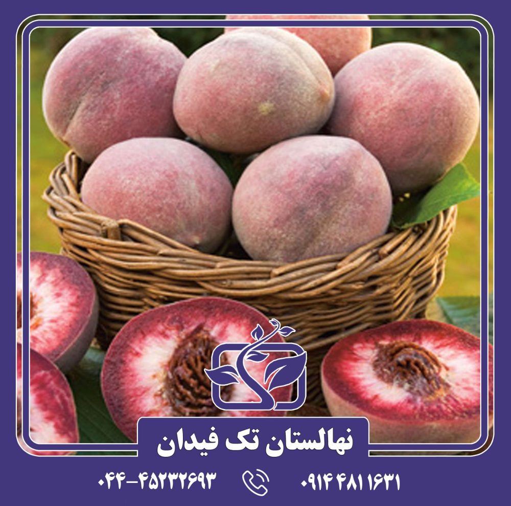 نهال هلو بلک بوی