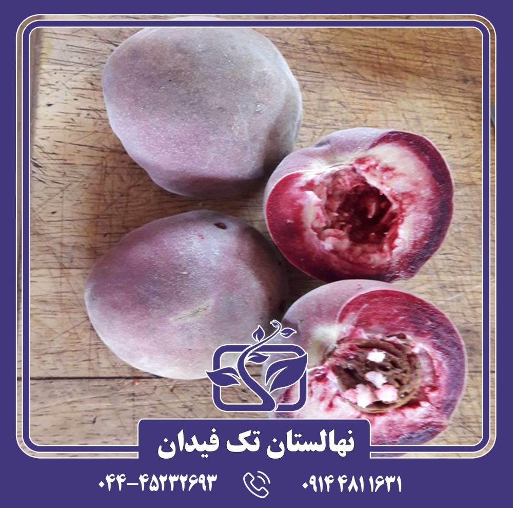 نهال هلو بلک بوی