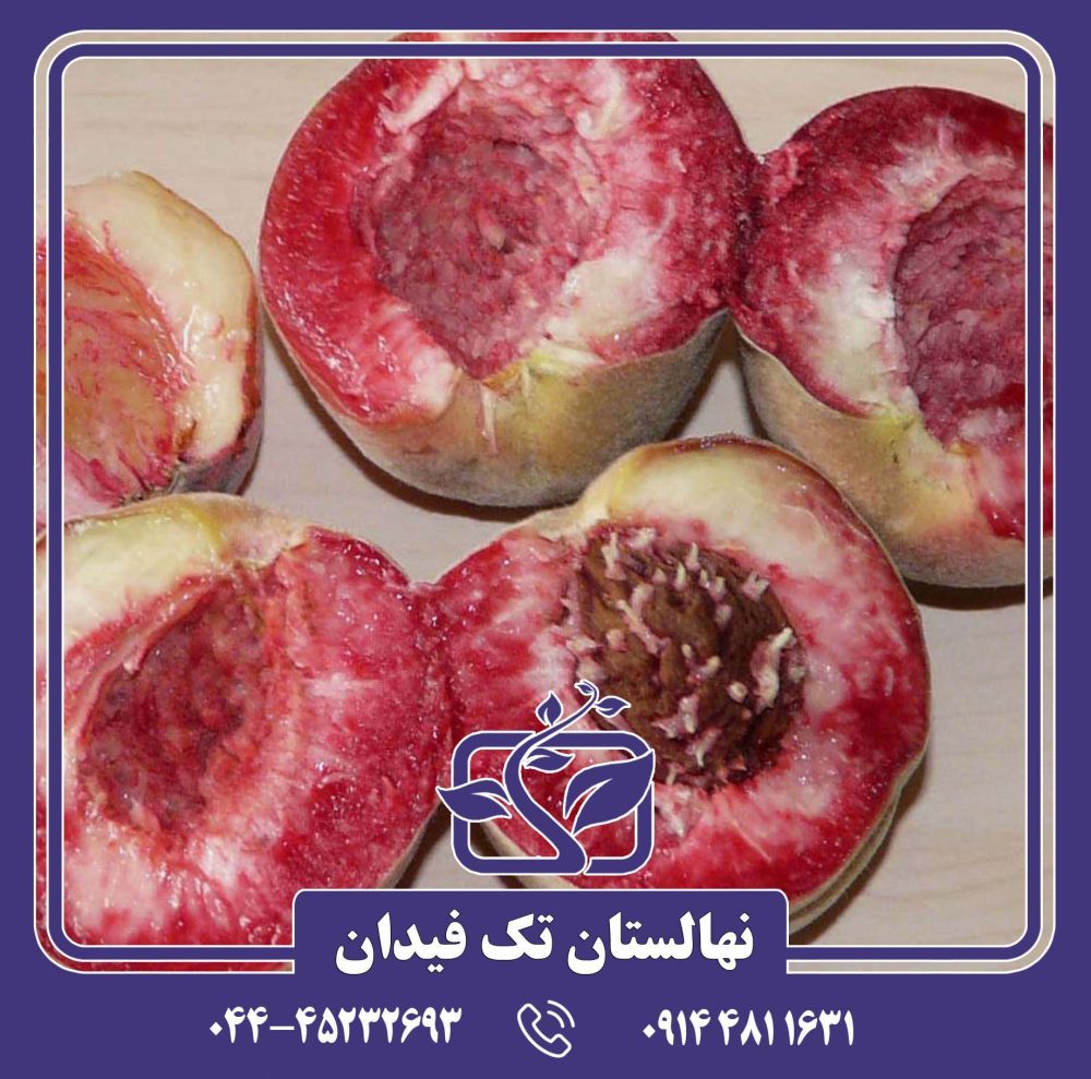 نهال هلو بلک بوی