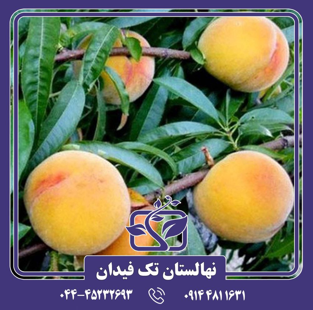 نهال هلو بی بی گلد 6