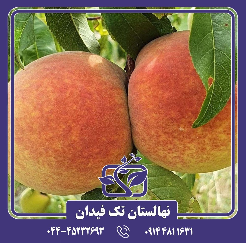 نهال هلو بی بی گلد 6