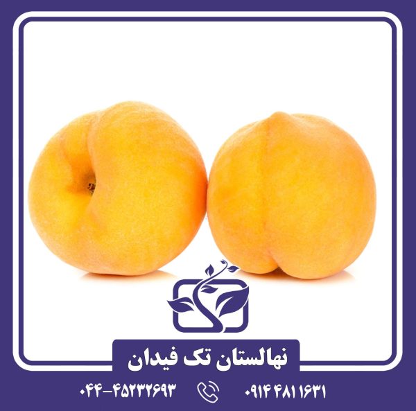 نهال هلو بی بی گلد 6