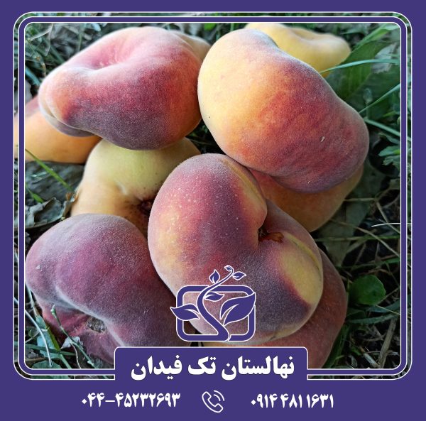 نهال هلو انجیری زعفرانی دیررس