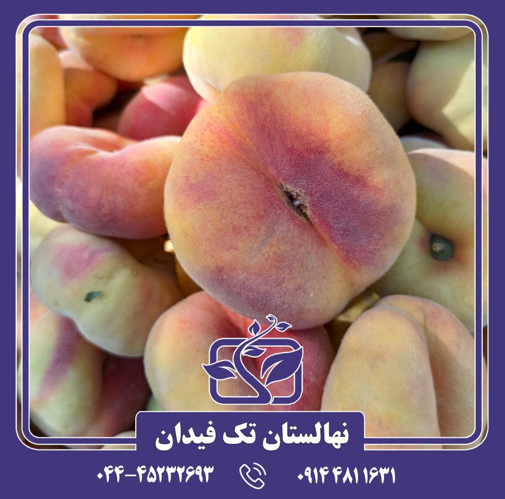 نهال هلو انجیری زعفرانی دیررس