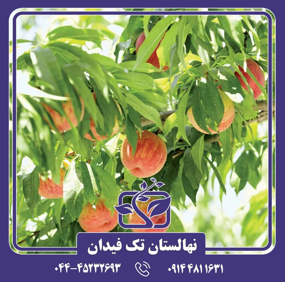 نهال هلو شصت روزه بهاره