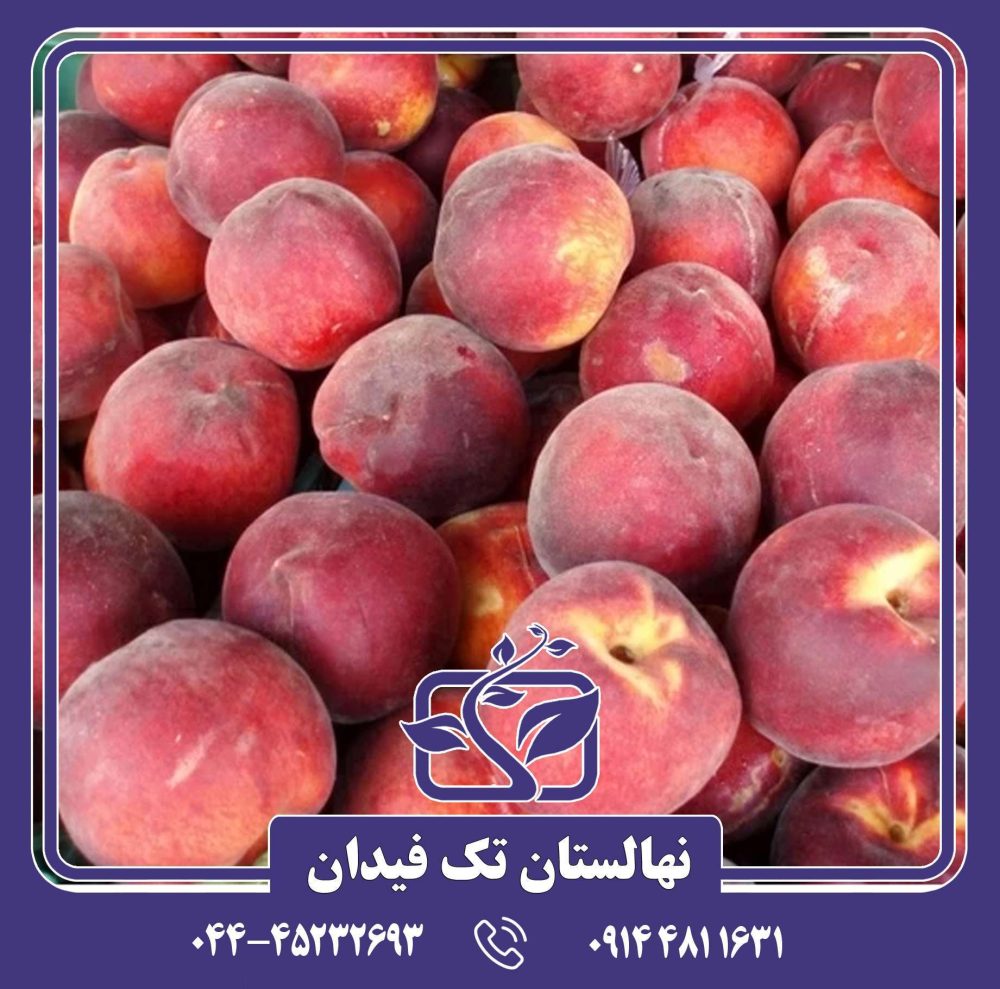 نهال هلو شصت روزه بهاره