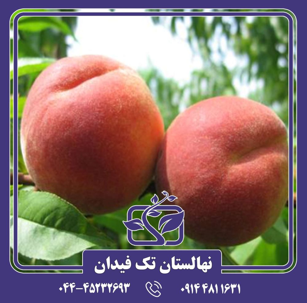 نهال هلو شصت روزه بهاره