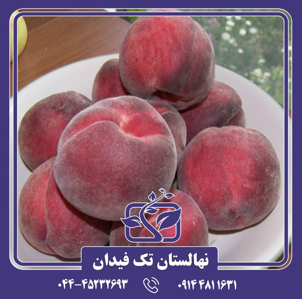 نهال هلو شصت روزه بهاره