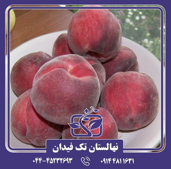 نهال هلو شصت روزه بهاره