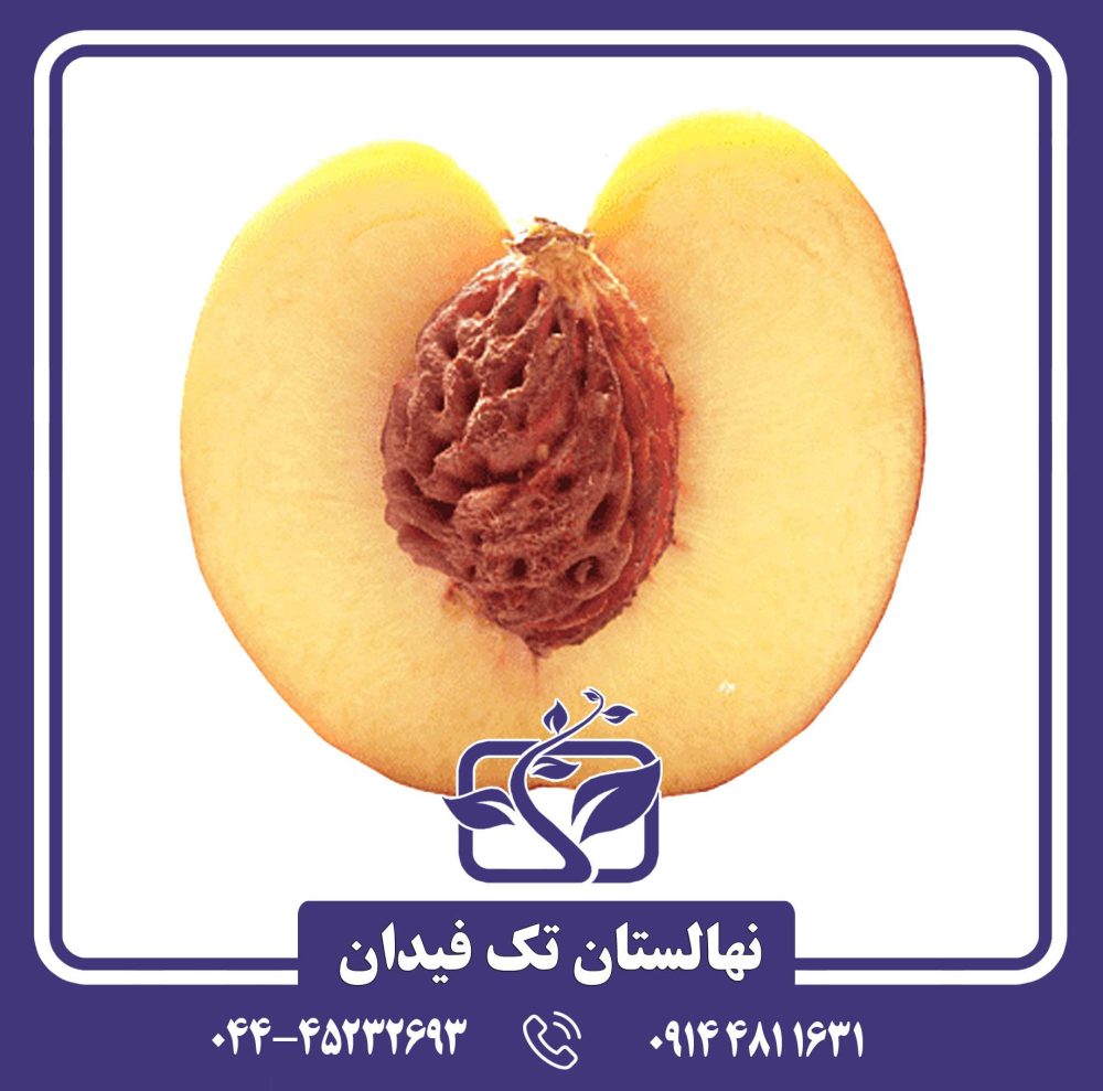 نهال هلو پلاستیکی