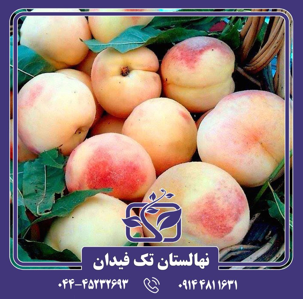 نهال هلو پلاستیکی