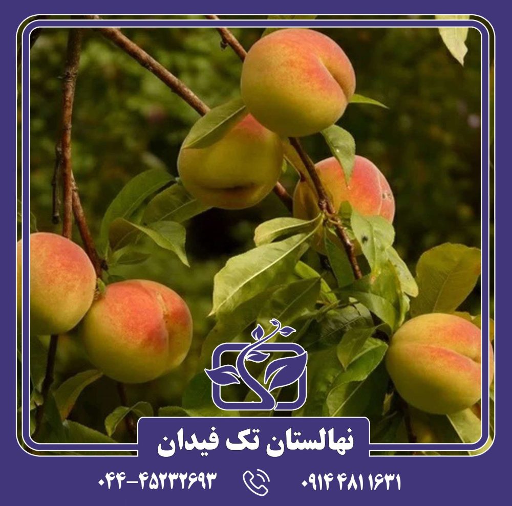 نهال هلو پلاستیکی