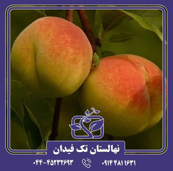 نهال هلو پلاستیکی