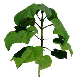 نهالستان تک فیدان نهالستان تک فیدان