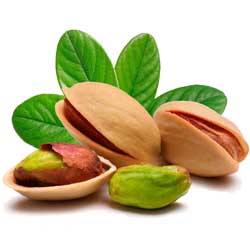 نهال پسته نهالستان تک فیدان